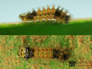 Rapala dieneces dieneces