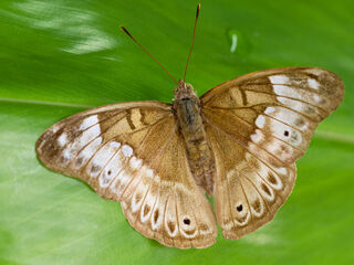 Eulaceura osteria kumana