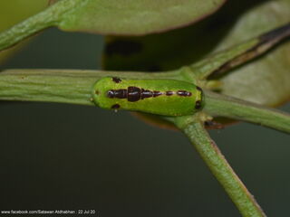 Tajuria ister tussis