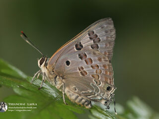 Virachola perse perse