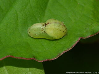 Heliophorus epicles tweediei