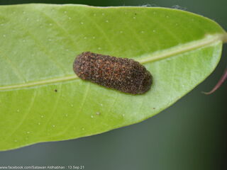 Iraota distanti distanti