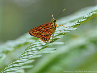 Pyroneura perakana perakana