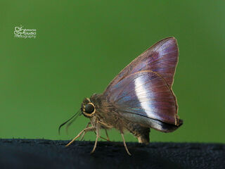 Hasora proxissima siamica