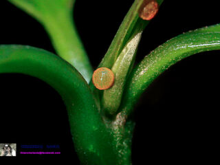 Papilio clytia clytia