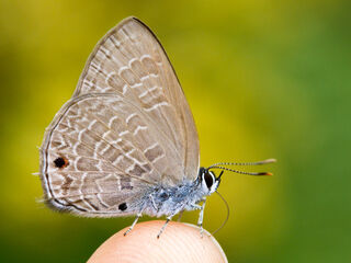 Anthene emolus emolus