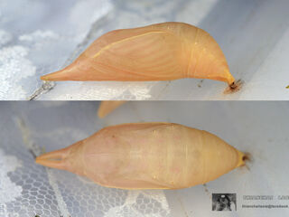 Discophora sondaica zal