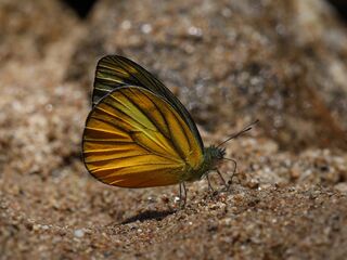 Pieridae (วงศ์ผีเสื้อหนอนกะหล่ำ)