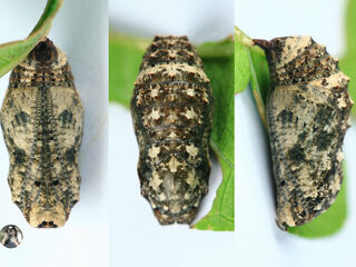 Junonia lemonias lemonias