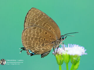 Arhopala atosia jahara