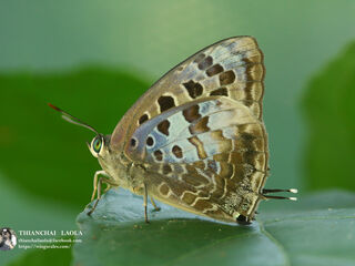 Arhopala hellenore hellenore