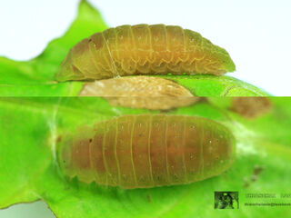 Arhopala agaba agaba