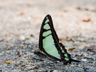 Graphium cloanthus cloanthus