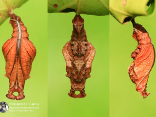 Moduza procris procris