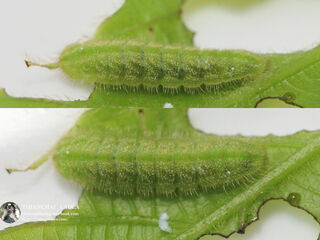 Celatoxia marginata marginata