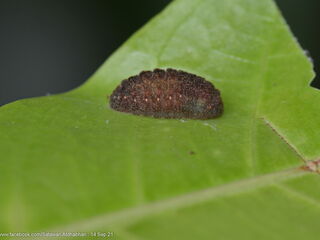 Iraota distanti distanti