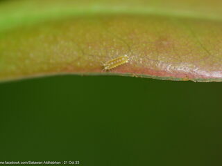 Thamala marciana marciana