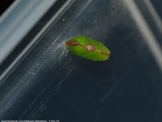 Thamala marciana marciana