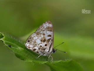 Niphanda cymbia cymbia
