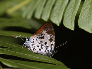 Drupadia estella nicevillei