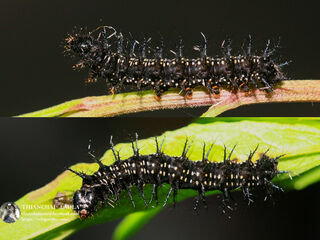 Symbrenthia lilaea lilaea