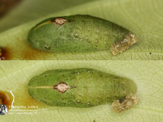 Anthene emolus emolus