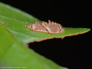 Jacoona anasuja anasuja