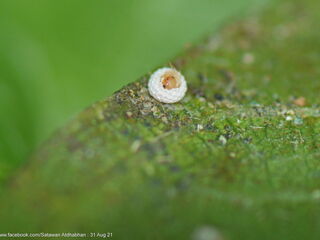 Iraota distanti distanti