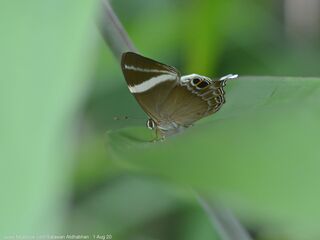 Archigenes neophron chelina