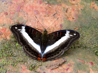 Limenitis dudu secius