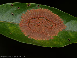 Poritia sumatrae sumatrae