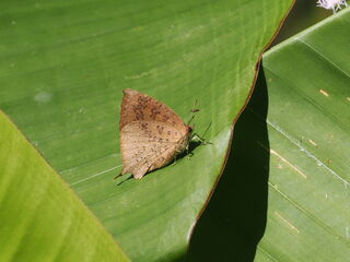 Arhopala comica comica