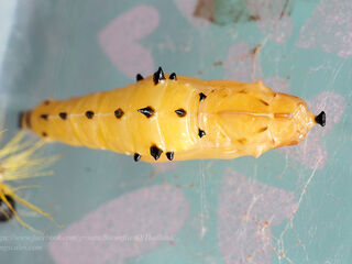 Delias descombesi descombesi