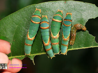 Papilio demolion demolion