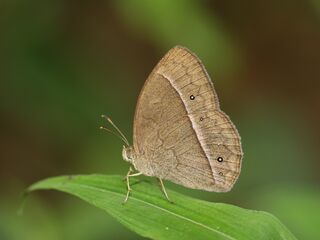 Nymphalidae (วงศ์ผีเสื้อขาหน้าพู่)