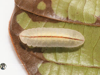 Arhopala paramuta paramuta