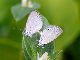 Lycaenidae (วงศ์ผีเสื้อสีน้ำเงิน)