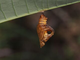 Athyma cama thailandica