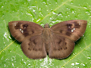 Tagiades japetus ravi