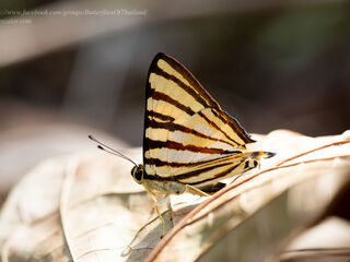 Dodona adonira learmondi