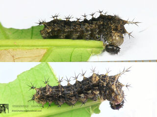 Lebadea martha martha