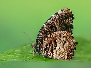 Elymnias nesaea apelles