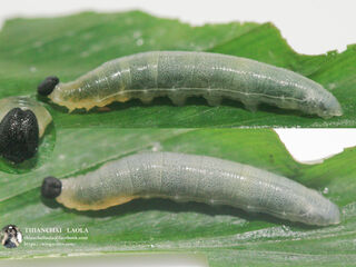 Ancistroides feisthamelii alysos