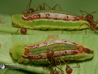 Hypolycaena erylus himavantus