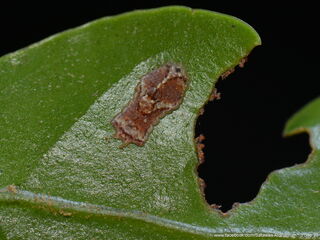 Jacoona anasuja anasuja