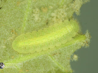 Arhopala birmana birmana