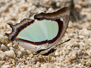 Polyura jalysus jalysus