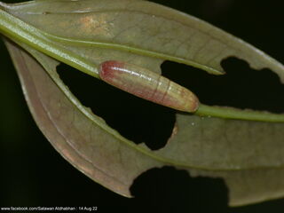 Yasoda pita dohertyi