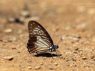 Graphium macareus burmensis