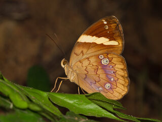 Xanthotaenia busiris busiris